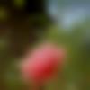 Koshali Dating Female - Malar