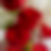 Sikkimese member profile Photo, Email, Address and Contact Details - Jisna