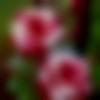 Sikkimese Dating Male - Sonu