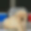 Mizo member profile Photo, Email, Address and Contact Details - Amala