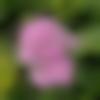 Tripuri member profile Photo, Email, Address and Contact Details - Pihu