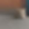 Singhalese Dating Female - Sneha