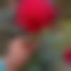 Bihari member profile Photo, Email, Address and Contact Details - Raj