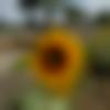 Himachali member profile Photo, Email, Address and Contact Details - Balaji