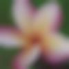 Woman Seeking Man Photo - Palak