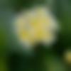 Manipuri member profile Photo, Email, Address and Contact Details - Cb