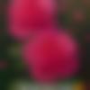 Himachali Dating Male - Arsad