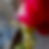 Sinhalese Dating Male - Ritik