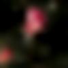 woman seeking men Dumraon near me photo - Sarojini