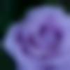 woman seeking men Ranikhet near me photo - Tina