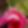 Rangiya Male Photo - Dinesh