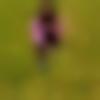 Female Photo - Alis