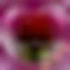 Sedam Male, photo - Adrashdhruva
