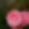 Female Photo - Kanta