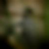 Male Photo - Anbunesh
