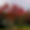 Male Photo - Sony