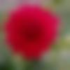 woman seeking men Attibele near me photo - Sima