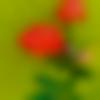 Male Photo - Bhavesh