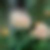 woman seeking men Guruvayoor near me photo - Parna
