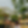 Talcher Male, photo - Subham