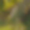 Male Photo - Poorna