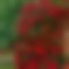 woman seeking men Kanigiri near me photo - An