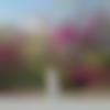 Singhalese member profile Photo, Email, Address and Contact Details - Ankesh