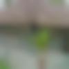 Female Photo - Ar