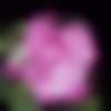 woman seeking men Baddi near me photo - Gouri