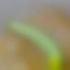 woman seeking men Ponnur near me photo - Anupama