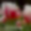 woman seeking men Nagda near me photo - Divya