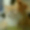 woman seeking men Sendhwa near me photo - Pooja