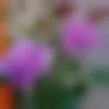 woman seeking men Dasuya near me photo - Altia