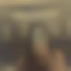 Purnia Female, photo - Mousam