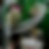 woman seeking men Narayanpur near me photo - Pooja