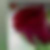 woman seeking men Bodhan near me photo - Kavitha