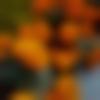 Single Male - Aakash