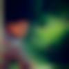 Egra Male Photo - Rohit