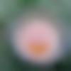 Dimapur Male Photo - Bagen