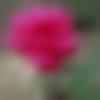 Male Photo - Hasrat