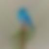 Male Photo - N