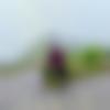 Anantapur Male, photo - Prashanthkumar