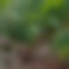Jalalpur Male Photo - Aadi