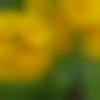 woman seeking men Ambikapur near me photo - Aarohi