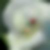 Single Female - Banni