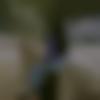 Female Photo - Pri