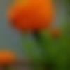 Female Photo - Rima