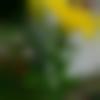 Male Photo - Ajay