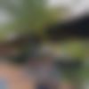 Single Male - Binay