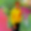Single Male - Aabir